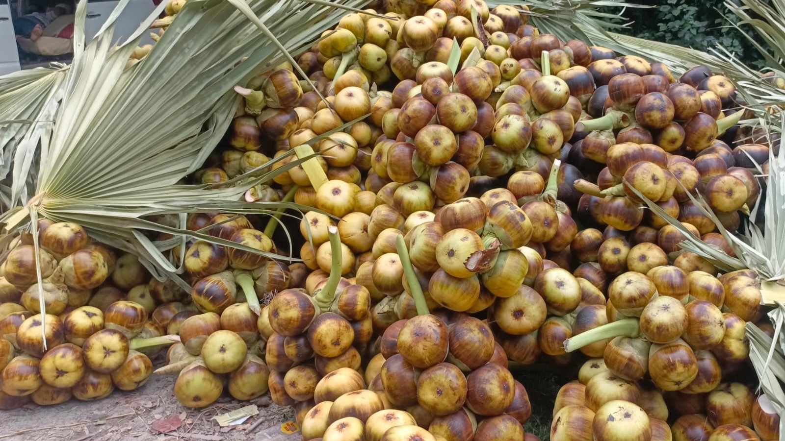 ফকিরহাটে তালের বাম্পার ফলন